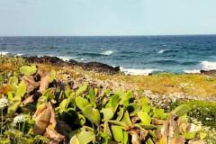 Pantelleria-2026-7