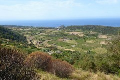 Pantelleria-2026-Coltivazioni-nella-Piana-di-Monastero