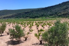 Pantelleria-2026-Vitigni-2