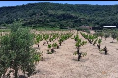 Pantelleria-2026-Vitigni