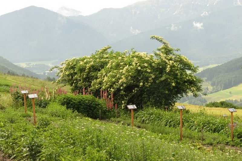 26 giugno 2016 - Maso delle erbe