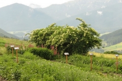 26 giugno 2016 - Maso delle erbe