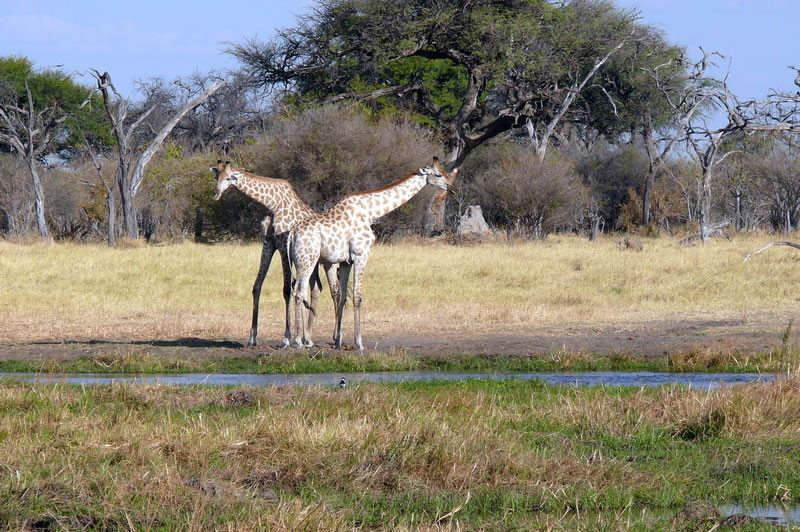 7-17 agosto 2016 - Botswana e Cascate Vittoria