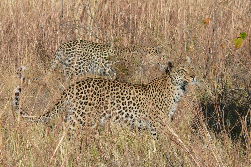 7-17 agosto 2016 - Botswana e Cascate Vittoria