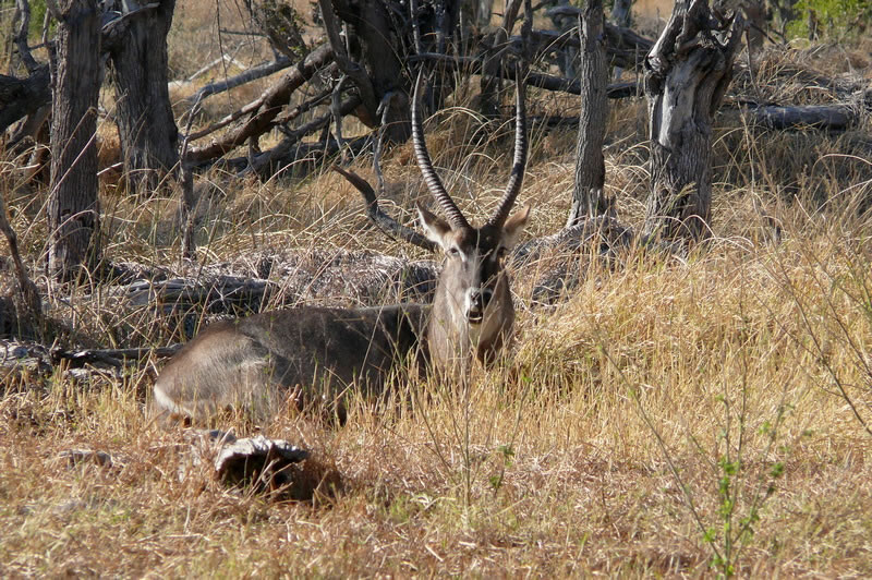 7-17 agosto 2016 - Botswana e Cascate Vittoria