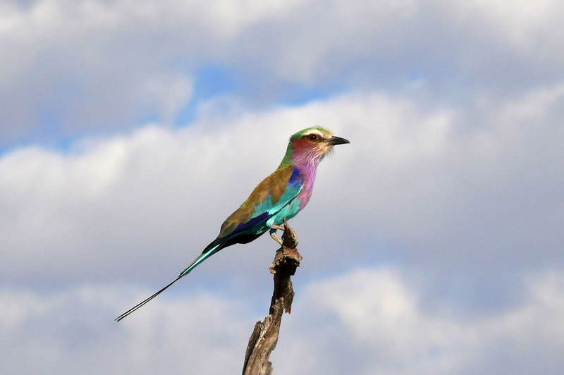 7-17 agosto 2016 - Botswana e Cascate Vittoria