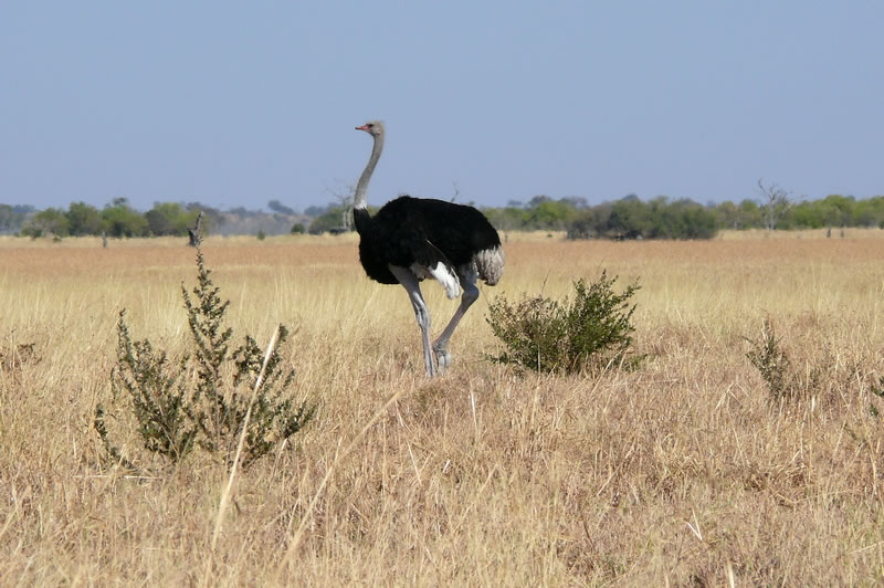 7-17 agosto 2016 - Botswana e Cascate Vittoria