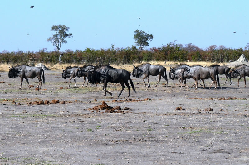 7-17 agosto 2016 - Botswana e Cascate Vittoria