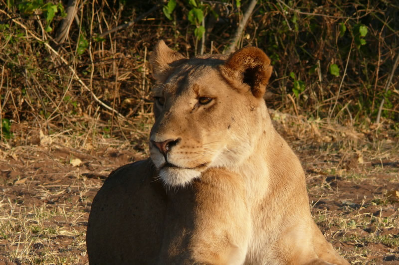 7-17 agosto 2016 - Botswana e Cascate Vittoria