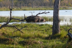 7-17 agosto 2016 - Botswana e Cascate Vittoria