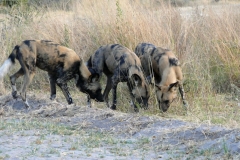 7-17 agosto 2016 - Botswana e Cascate Vittoria