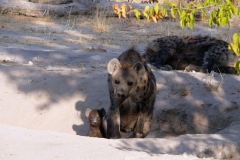 7-17 agosto 2016 - Botswana e Cascate Vittoria