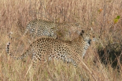 7-17 agosto 2016 - Botswana e Cascate Vittoria