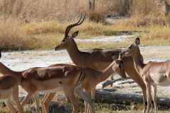 7-17 agosto 2016 - Botswana e Cascate Vittoria