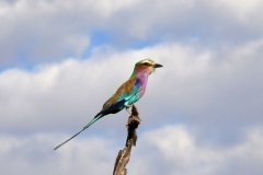 7-17 agosto 2016 - Botswana e Cascate Vittoria