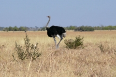 7-17 agosto 2016 - Botswana e Cascate Vittoria