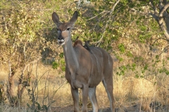 7-17 agosto 2016 - Botswana e Cascate Vittoria