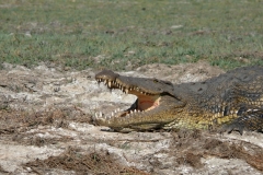 7-17 agosto 2016 - Botswana e Cascate Vittoria