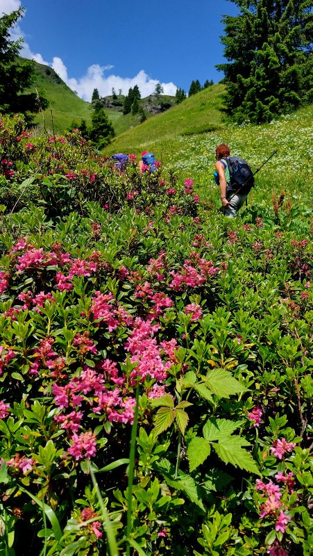 Rododendri