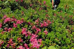 Rododendri