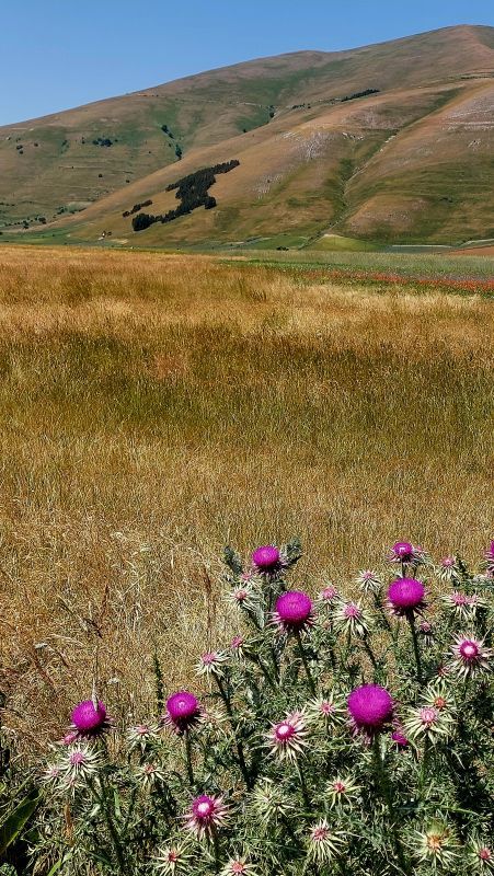 Castelluccio-di-Norcia-Italia