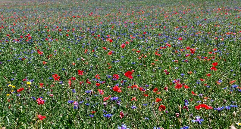 Castelluccio-di-Norcia-fioritura