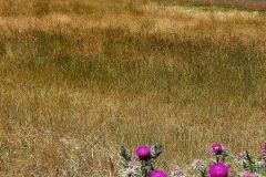 Castelluccio-di-Norcia-Italia