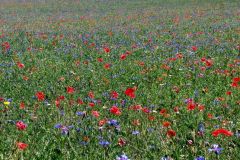 Castelluccio-di-Norcia-fioritura