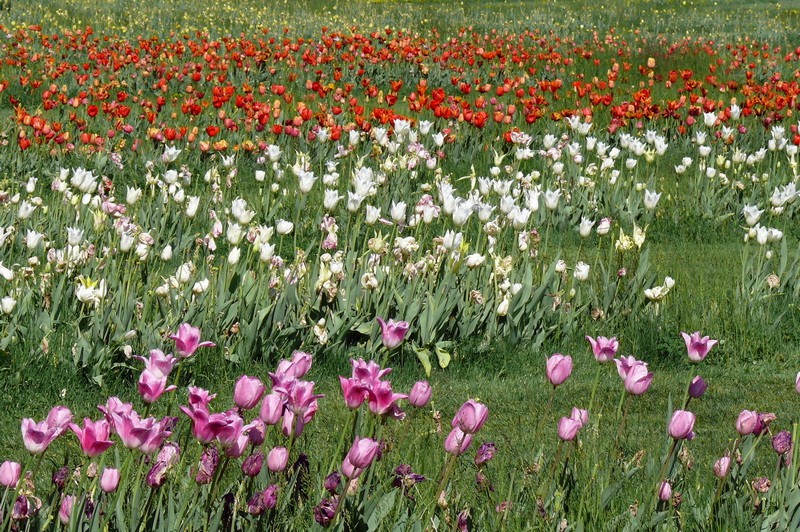 30/04/2017 - Lubiana e l'Arboretum