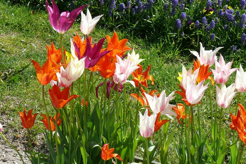 30/04/2017 - Lubiana e l'Arboretum