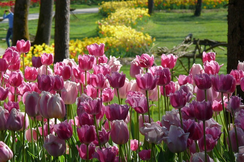 30/04/2017 - Lubiana e l'Arboretum