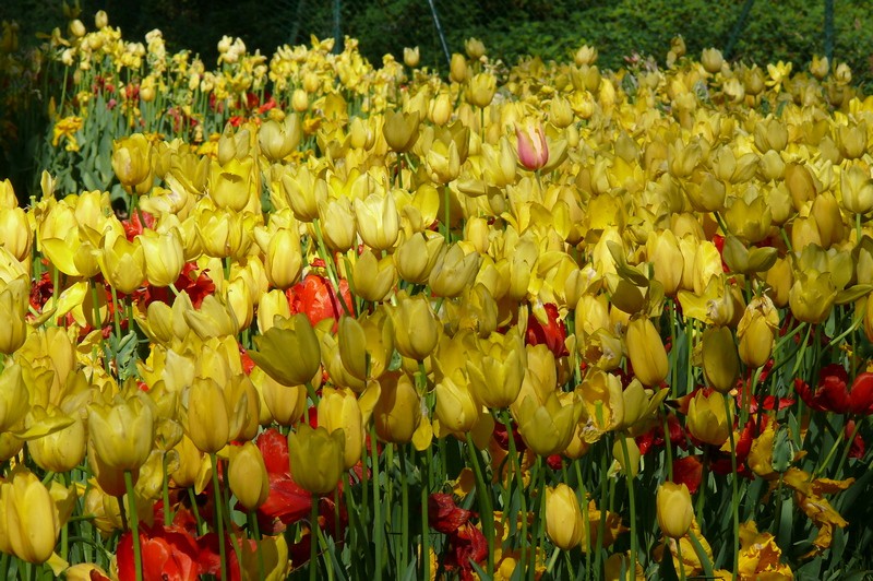 30/04/2017 - Lubiana e l'Arboretum