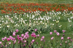 30/04/2017 - Lubiana e l'Arboretum