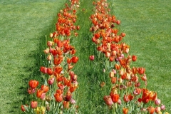 30/04/2017 - Lubiana e l'Arboretum