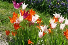 30/04/2017 - Lubiana e l'Arboretum