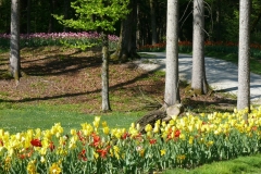 30/04/2017 - Lubiana e l'Arboretum