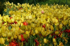 30/04/2017 - Lubiana e l'Arboretum