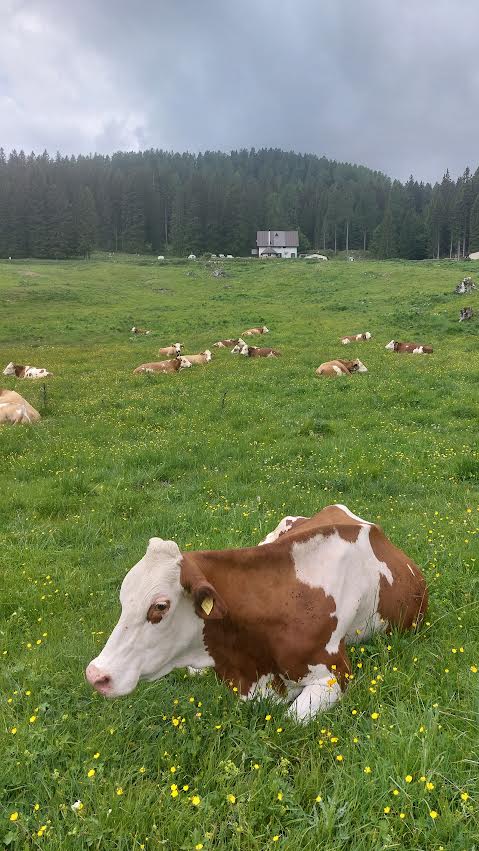 Malga-Ciauta-gita
