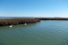 25 settembre 2018 - Laguna di Marano