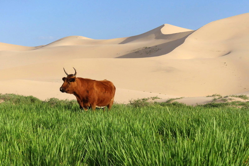 16-30 luglio 2019 - Mongolia il cuore nomade dell\'Asia