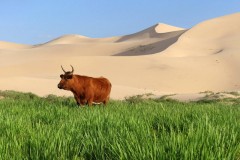 16-30 luglio 2019 - Mongolia il cuore nomade dell\'Asia