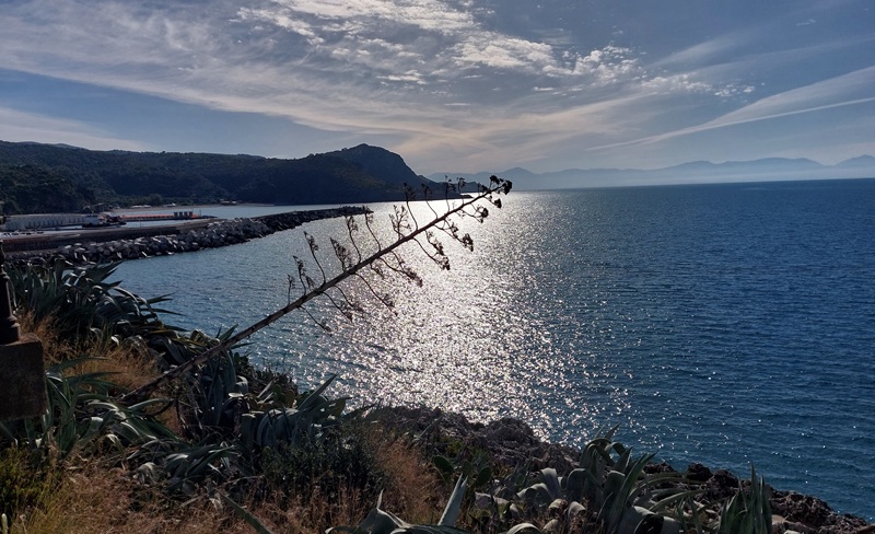 Marina-di-Camerota-fiore-di-Agave