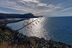 Marina-di-Camerota-fiore-di-Agave