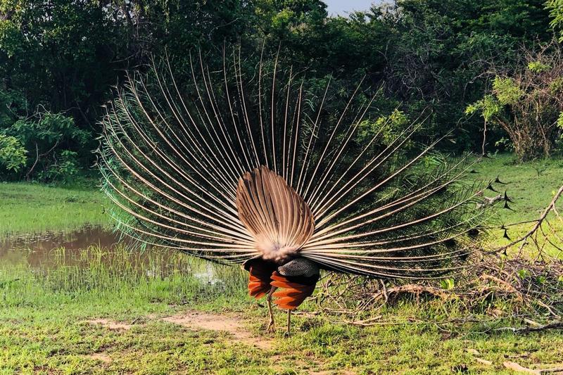 2-12 novembre 2018  -  Sri Lanka