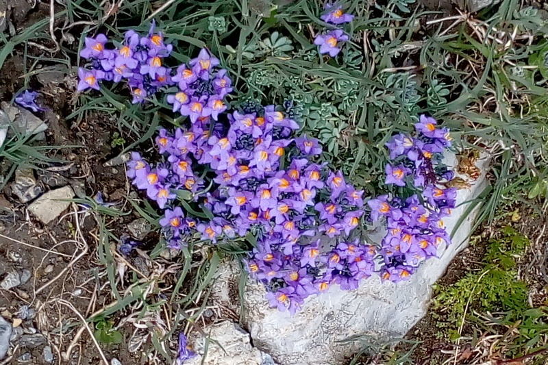 6â€“11 luglio 2018 Trekking nei Monti Sarentini