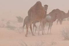 tunisia-11