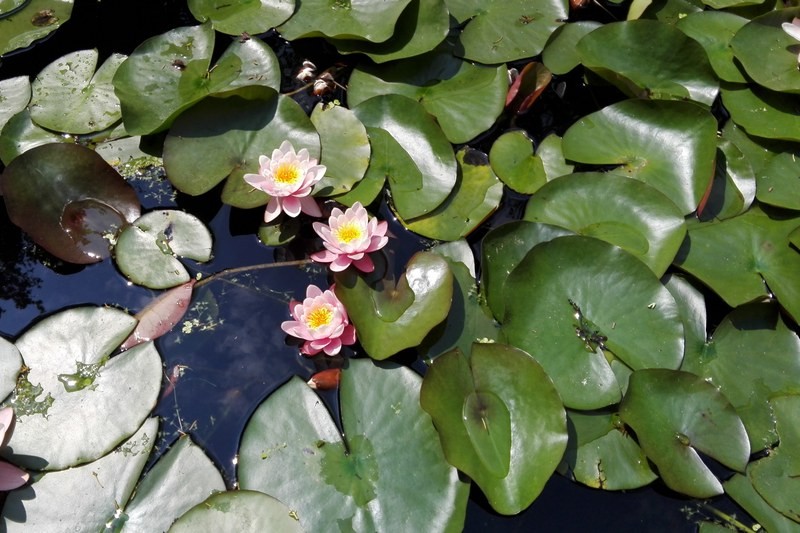 18/05/2017 - Padova â€“ lâ€™Orto Botanico e il Planetario
