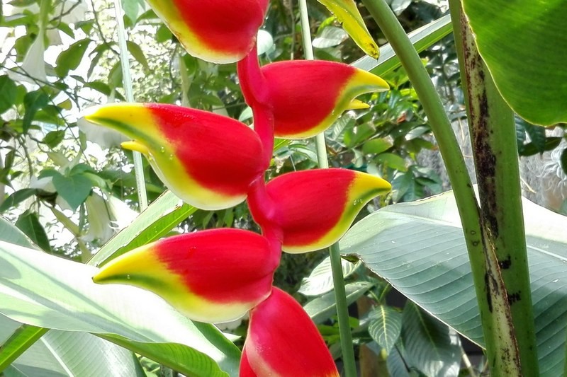 18/05/2017 - Padova â€“ lâ€™Orto Botanico e il Planetario
