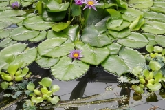 18/05/2017 - Padova â€“ lâ€™Orto Botanico e il Planetario