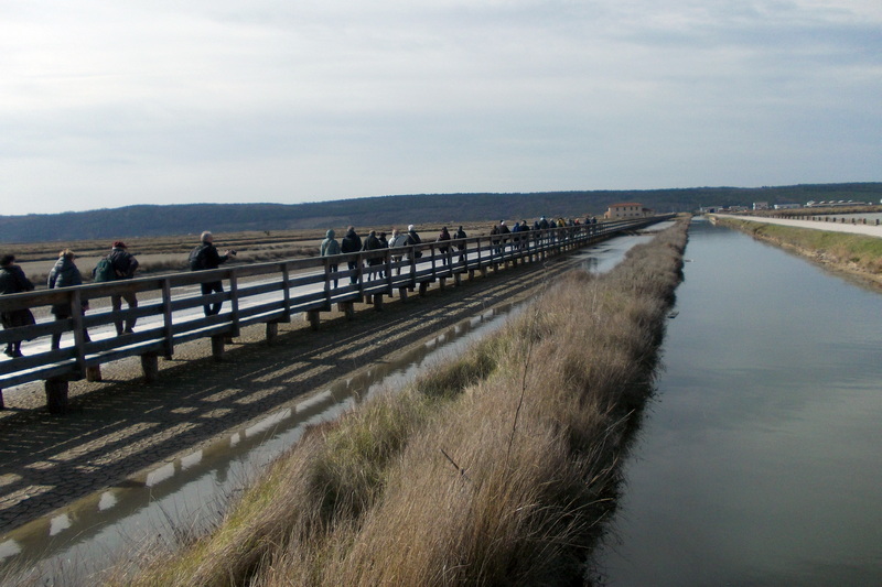 10 marzo 2019-Le saline di Sicciole e Capodistria
